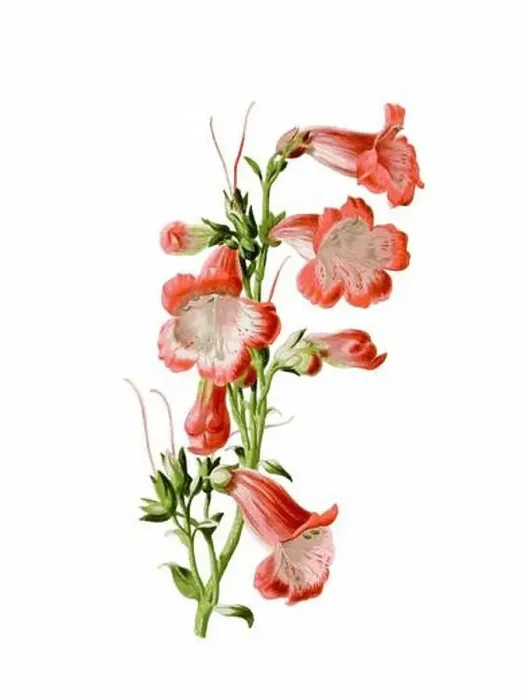 Framed Print : Beautiful blooming flower illustration. Digital watercolor with vintage inspiration on a white background Framed Print : Beautiful blooming flower illustration. Digital watercolor with vintage inspiration on a white background
