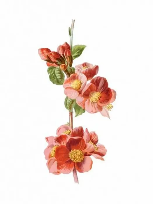 Framed Print : Beautiful blooming flowers illustration. Digital watercolor with vintage inspiration on a white background Framed Print : Beautiful blooming flowers illustration. Digital watercolor with vintage inspiration on a white background