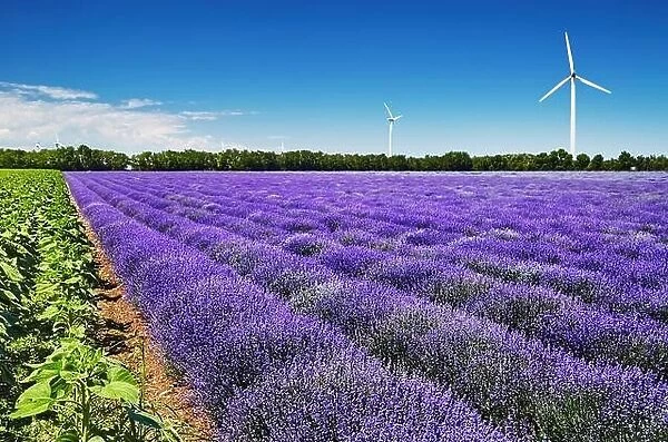 Beautiful blooming lavender field and wind turbines on background in Bulgaria