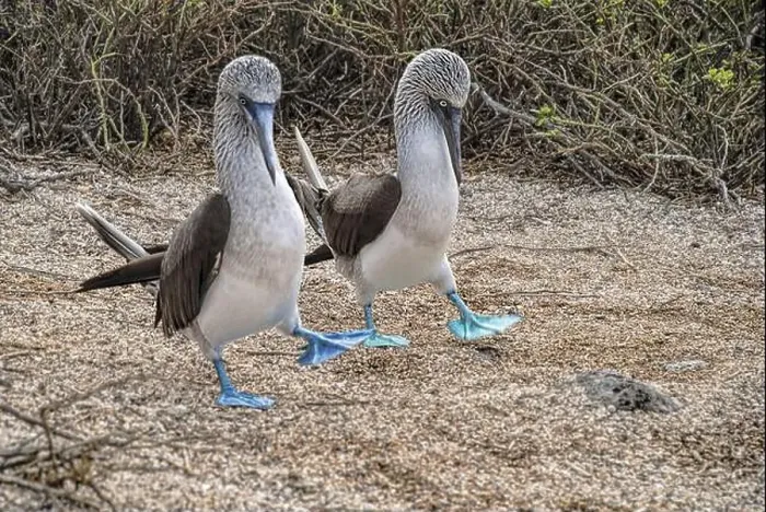 Framed Print : Beautiful Blue-footed Booby bird pair walking together Framed Print : Beautiful Blue-footed Booby bird pair walking together