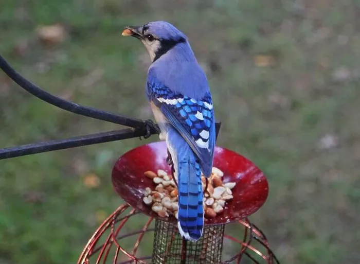 Framed Print : A beautiful Blue Jay eating peanuts from a bird feeder Framed Print : A beautiful Blue Jay eating peanuts from a bird feeder