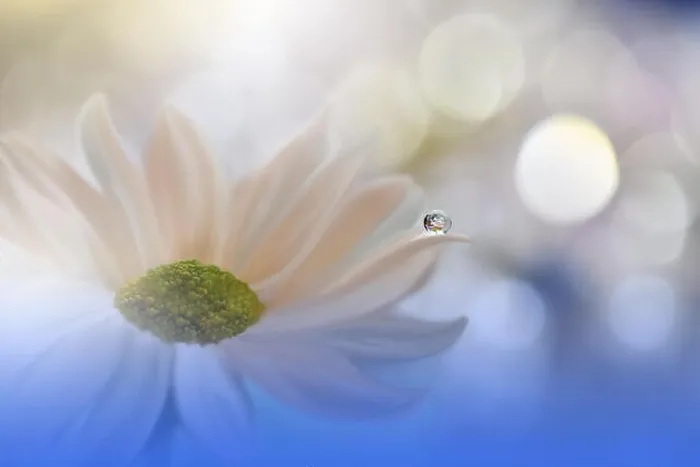 Framed Print : Beautiful Blue Nature Background.Colorful Artistic Wallpaper.Natural Abstract Macro Photography.Creative Floral Art Design.Daisy Flower.Water Drop Framed Print : Beautiful Blue Nature Background.Colorful Artistic Wallpaper.Natural Abstract Macro Photography.Creative Floral Art Design.Daisy Flower.Water Drop