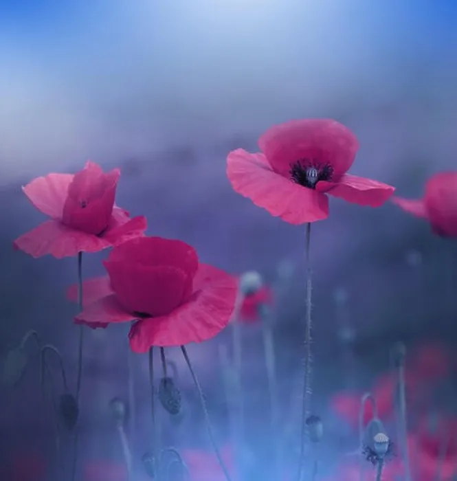 Framed Print : Beautiful Blue Nature Background.Colorful Artistic Wallpaper.Natural Abstract Macro Photography.Creative Floral Art Design.Red Poppy Flowers.Field Framed Print : Beautiful Blue Nature Background.Colorful Artistic Wallpaper.Natural Abstract Macro Photography.Creative Floral Art Design.Red Poppy Flowers.Field