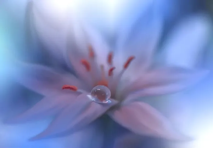 Framed Print : Beautiful Blue Nature Background.Colorful Artistic Wallpaper.Natural Abstract Macro Photography.Creative Floral Art Design.Love, romance, romantic.Pure Framed Print : Beautiful Blue Nature Background.Colorful Artistic Wallpaper.Natural Abstract Macro Photography.Creative Floral Art Design.Love, romance, romantic.Pure