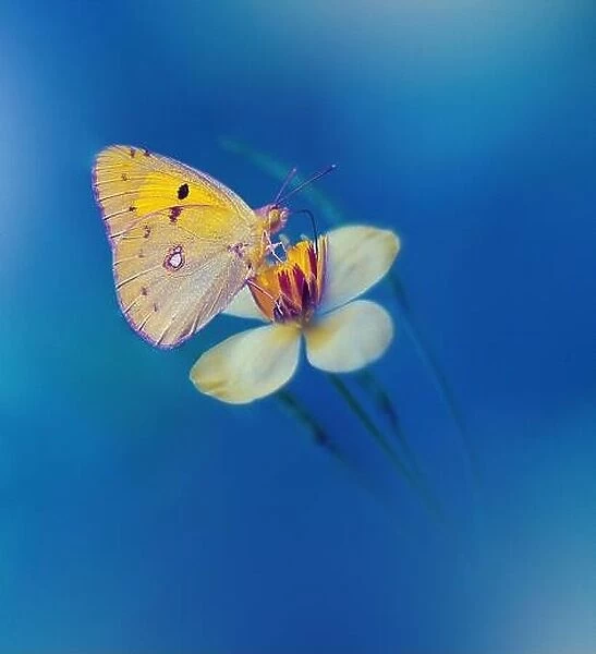 Beautiful Blue Textured Nature Background.Floral Art Design.Macro Photography.Butterfly and Wild Field.Creative Artistic Wallpaper.Summer Flowers