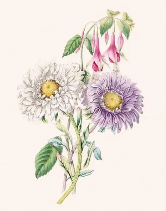 Framed Print : Beautiful bouquet of flowers Framed Print : Beautiful bouquet of flowers
