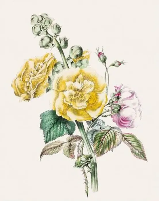 Framed Print : Beautiful bouquet of flowers Framed Print : Beautiful bouquet of flowers