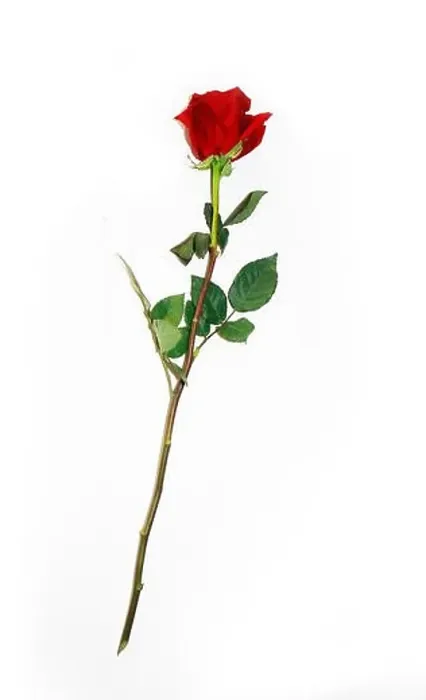 Framed Print : Beautiful Bud of Red Rose on Long Stem Framed Print : Beautiful Bud of Red Rose on Long Stem