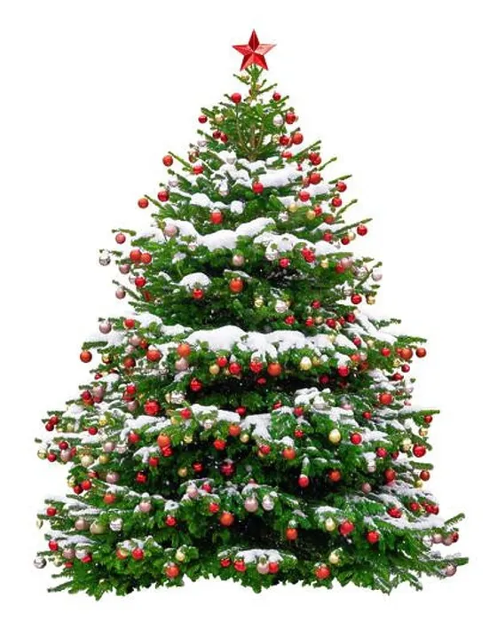 Framed Print : Beautiful Christmas tree decorated with red balls. Snowy Christmas tree wit red star isolated on white background Framed Print : Beautiful Christmas tree decorated with red balls. Snowy Christmas tree wit red star isolated on white background