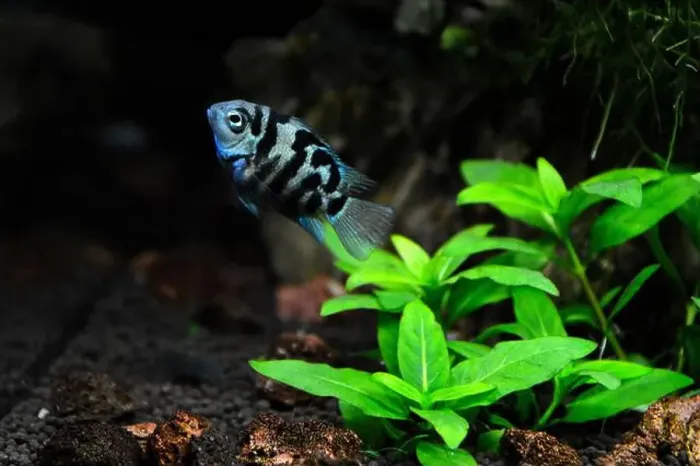Framed Print : A beautiful Cichlasoma blue parrot Cichlid. It's an American cichlid Framed Print : A beautiful Cichlasoma blue parrot Cichlid. It's an American cichlid
