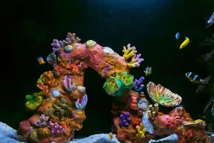 Framed Print : Beautiful Colorful Fish in the Colorful Coral Reef in an Ocean with Nemo Framed Print : Beautiful Colorful Fish in the Colorful Coral Reef in an Ocean with Nemo