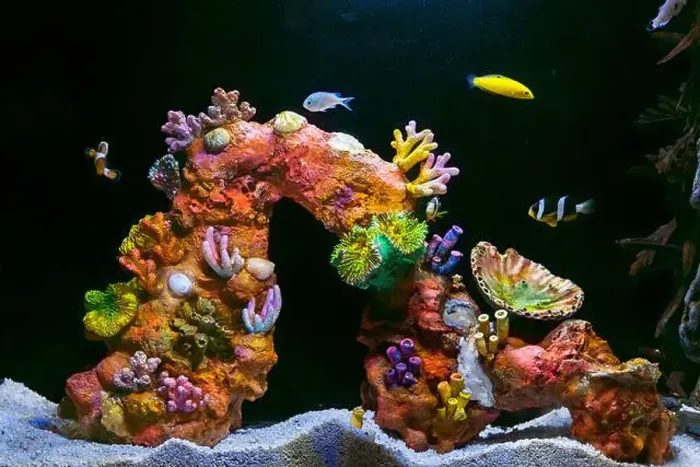 Framed Print : Beautiful Colorful Fish in the Colorful Coral Reef in an Ocean with Nemo Framed Print : Beautiful Colorful Fish in the Colorful Coral Reef in an Ocean with Nemo