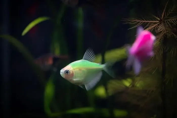 Framed Print : Beautiful colorful tropical fish in an aquarium. Underwater world