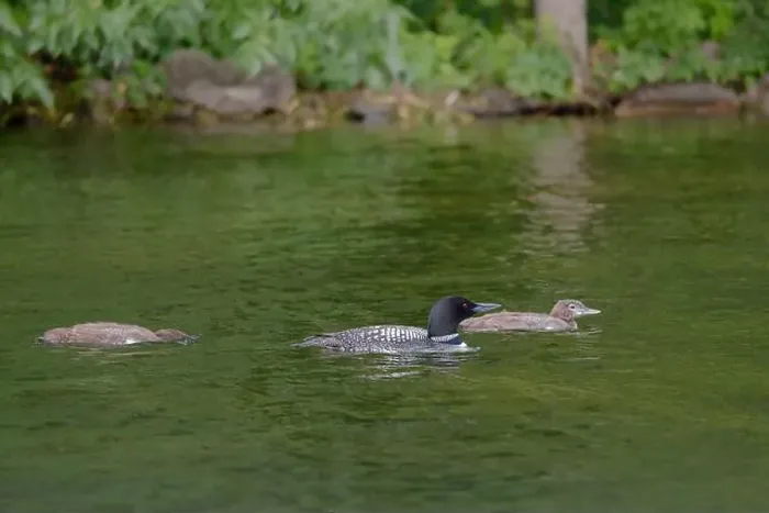 Framed Print : A beautiful Common Loon adult and two chicks on calm water near the shore of a Minnesota lake Framed Print : A beautiful Common Loon adult and two chicks on calm water near the shore of a Minnesota lake