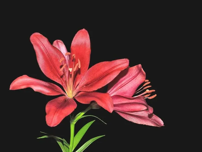 Framed Print : Two beautiful dark red lily flowers with green leaves close up, isolated on black background Framed Print : Two beautiful dark red lily flowers with green leaves close up, isolated on black background