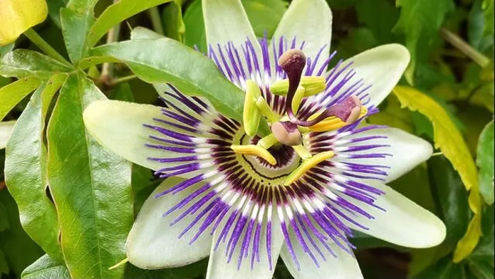 Framed Print : Beautiful detailed image of Passiflora incarnata or purple passionflower Framed Print : Beautiful detailed image of Passiflora incarnata or purple passionflower