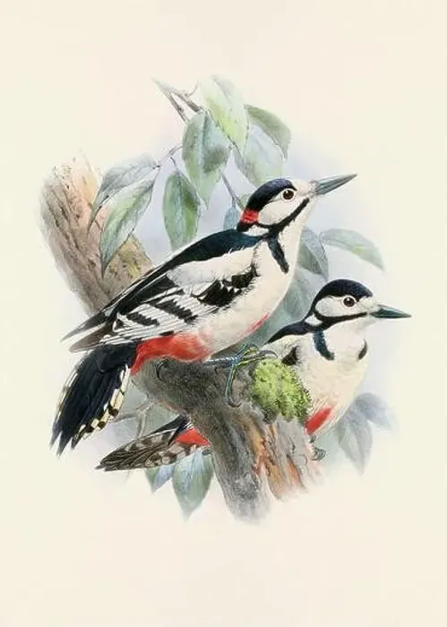 Framed Print : A beautiful digital artwork of classic birds. Vintage-style bird illustration Framed Print : A beautiful digital artwork of classic birds. Vintage-style bird illustration