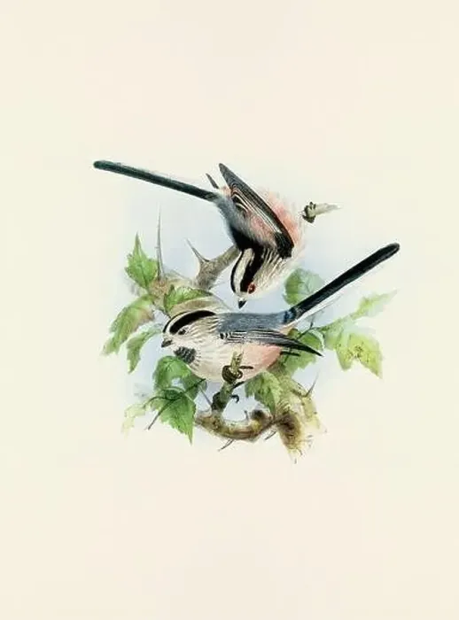 Framed Print : A beautiful digital artwork of classic birds. Vintage-style bird illustration. Titmouse Framed Print : A beautiful digital artwork of classic birds. Vintage-style bird illustration. Titmouse