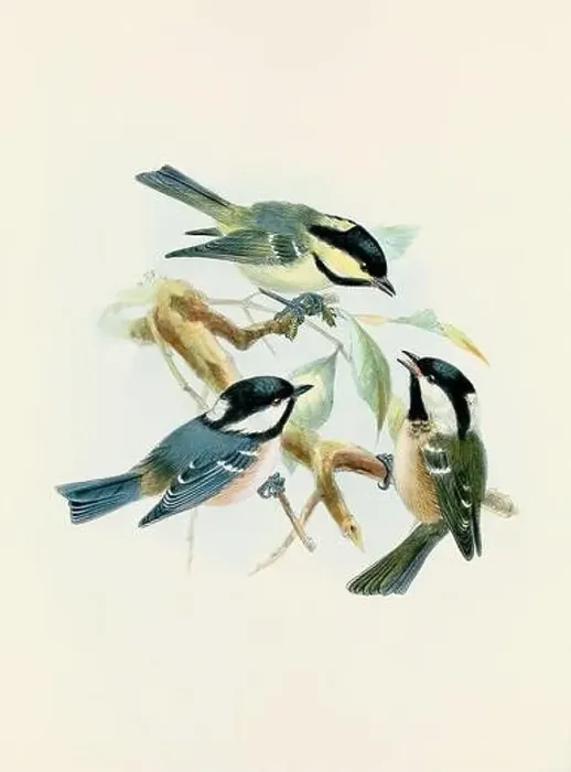 Framed Print : A beautiful digital artwork of classic birds. Vintage-style bird illustration. Titmouse Framed Print : A beautiful digital artwork of classic birds. Vintage-style bird illustration. Titmouse