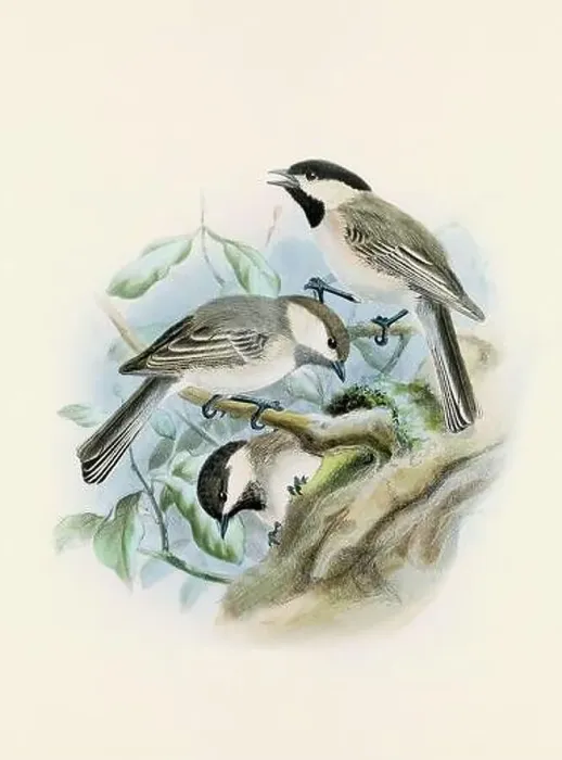 Framed Print : A beautiful digital artwork of classic birds. Vintage-style bird illustration. Titmouse Framed Print : A beautiful digital artwork of classic birds. Vintage-style bird illustration. Titmouse
