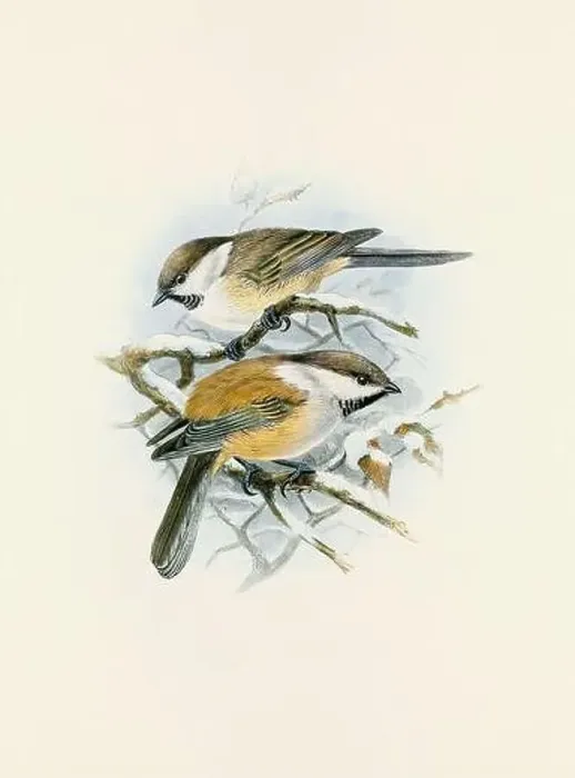Framed Print : A beautiful digital artwork of classic birds. Vintage-style bird illustration. Titmouse Framed Print : A beautiful digital artwork of classic birds. Vintage-style bird illustration. Titmouse