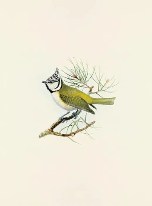 Framed Print : A beautiful digital artwork of classic birds. Vintage-style bird illustration Framed Print : A beautiful digital artwork of classic birds. Vintage-style bird illustration