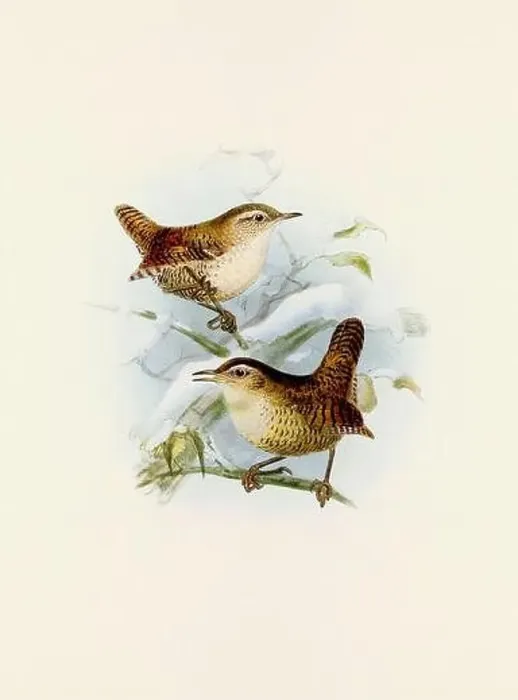 Framed Print : A beautiful digital artwork of classic birds. Vintage-style bird illustration Framed Print : A beautiful digital artwork of classic birds. Vintage-style bird illustration