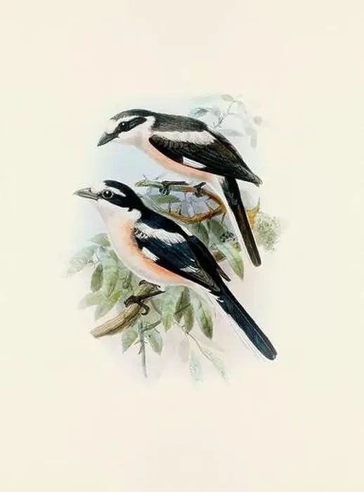 Framed Print : A beautiful digital artwork of classic birds. Vintage-style bird illustration Framed Print : A beautiful digital artwork of classic birds. Vintage-style bird illustration
