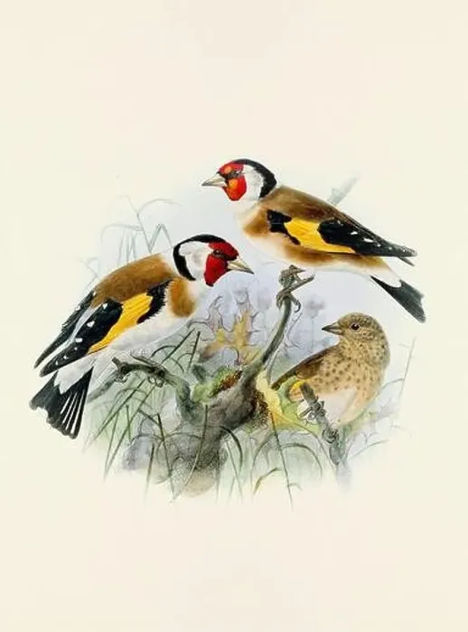 Framed Print : A beautiful digital artwork of classic birds. Vintage-style bird illustration Framed Print : A beautiful digital artwork of classic birds. Vintage-style bird illustration