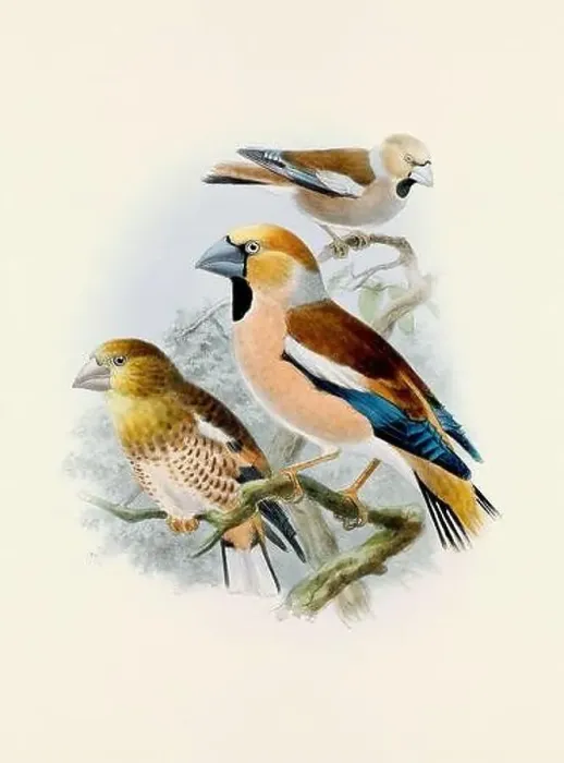 Framed Print : A beautiful digital artwork of classic birds. Vintage-style bird illustration Framed Print : A beautiful digital artwork of classic birds. Vintage-style bird illustration