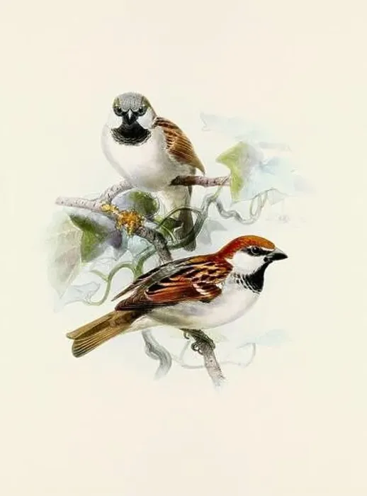 Framed Print : A beautiful digital artwork of classic birds. Vintage-style bird illustration. Sparrow Framed Print : A beautiful digital artwork of classic birds. Vintage-style bird illustration. Sparrow