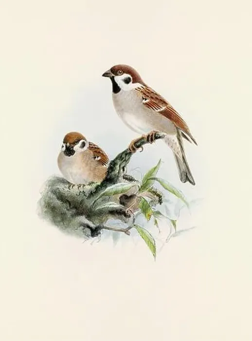 Framed Print : A beautiful digital artwork of classic birds. Vintage-style bird illustration. Sparrow Framed Print : A beautiful digital artwork of classic birds. Vintage-style bird illustration. Sparrow