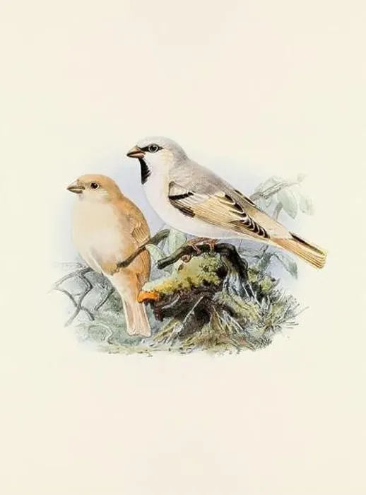 Framed Print : A beautiful digital artwork of classic birds. Vintage-style bird illustration. Sparrow Framed Print : A beautiful digital artwork of classic birds. Vintage-style bird illustration. Sparrow