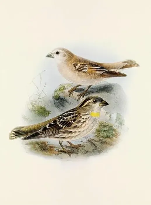 Framed Print : A beautiful digital artwork of classic birds. Vintage-style bird illustration. Sparrow Framed Print : A beautiful digital artwork of classic birds. Vintage-style bird illustration. Sparrow