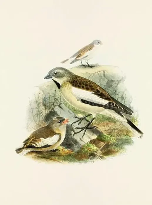 Framed Print : A beautiful digital artwork of classic birds. Vintage-style bird illustration. Sparrow Framed Print : A beautiful digital artwork of classic birds. Vintage-style bird illustration. Sparrow