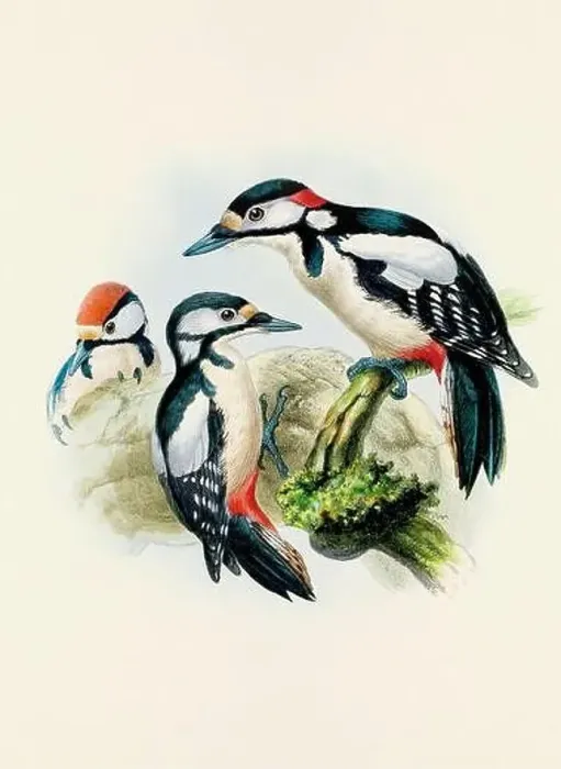 Framed Print : A beautiful digital artwork of classic birds. Vintage-style bird illustration Framed Print : A beautiful digital artwork of classic birds. Vintage-style bird illustration