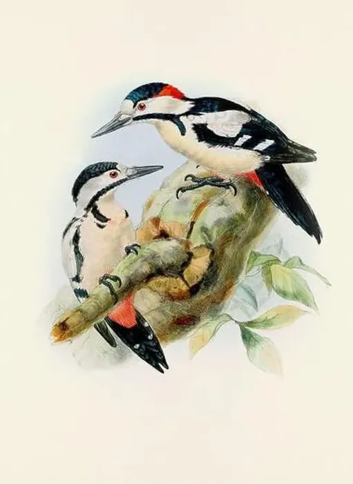 Framed Print : A beautiful digital artwork of classic birds. Vintage-style bird illustration Framed Print : A beautiful digital artwork of classic birds. Vintage-style bird illustration