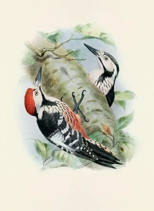 Framed Print : A beautiful digital artwork of classic birds. Vintage-style bird illustration Framed Print : A beautiful digital artwork of classic birds. Vintage-style bird illustration