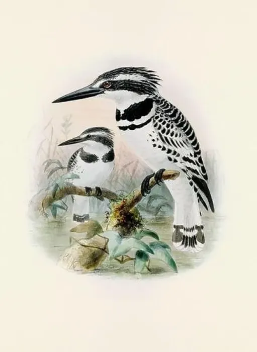 Framed Print : A beautiful digital artwork of classic birds. Vintage-style bird illustration Framed Print : A beautiful digital artwork of classic birds. Vintage-style bird illustration