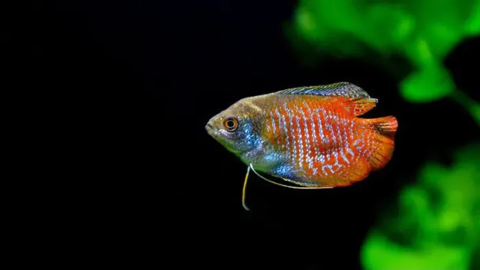 Framed Print : A beautiful dwarf gourami. is a species of gourami native to South Asia. It's a beautiful fish, very colorful Framed Print : A beautiful dwarf gourami. is a species of gourami native to South Asia. It's a beautiful fish, very colorful