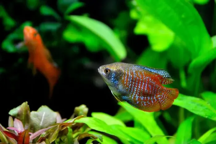 Framed Print : A beautiful dwarf gourami. is a species of gourami native to South Asia. It's a beautiful fish, very colorful Framed Print : A beautiful dwarf gourami. is a species of gourami native to South Asia. It's a beautiful fish, very colorful