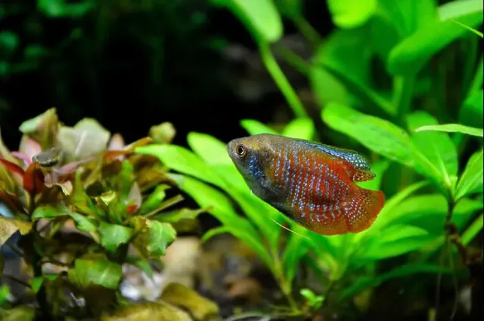Framed Print : A beautiful dwarf gourami. is a species of gourami native to South Asia. It's a beautiful fish, very colorful Framed Print : A beautiful dwarf gourami. is a species of gourami native to South Asia. It's a beautiful fish, very colorful