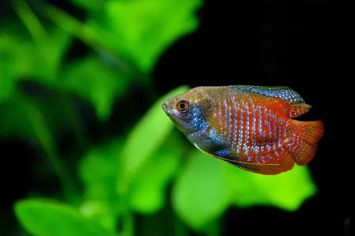 Framed Print : A beautiful dwarf gourami. is a species of gourami native to South Asia. It's a beautiful fish, very colorful Framed Print : A beautiful dwarf gourami. is a species of gourami native to South Asia. It's a beautiful fish, very colorful