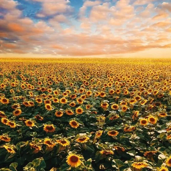 Framed Print : Beautiful endless sunflower field in summer sunset with fluffy clouds at the sky in background Framed Print : Beautiful endless sunflower field in summer sunset with fluffy clouds at the sky in background