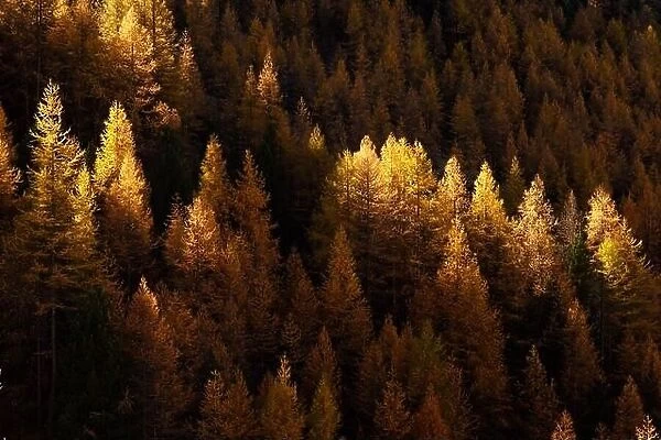 Beautiful evergreen forest with larch trees turning to their unique autumn golden color. Swiss Alps. Nature background, landscape photography