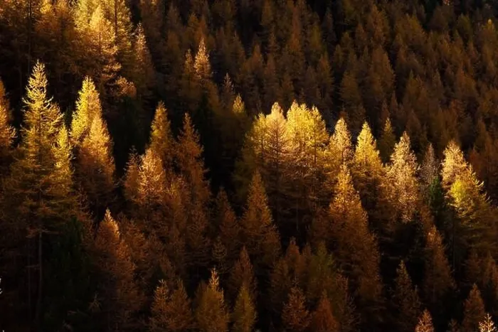 Framed Print : Beautiful evergreen forest with larch trees turning to their unique autumn golden color. Swiss Alps. Nature background, landscape photography Framed Print : Beautiful evergreen forest with larch trees turning to their unique autumn golden color. Swiss Alps. Nature background, landscape photography
