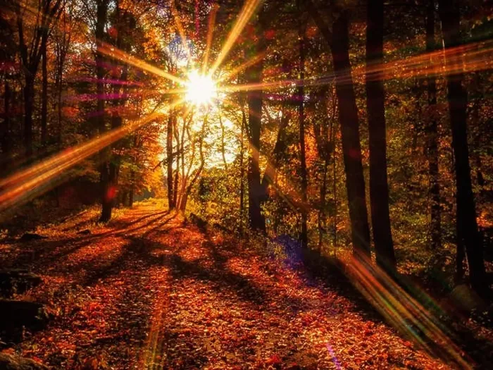 Framed Print : Beautiful fall sunlight on red autumn leaves in the woods Framed Print : Beautiful fall sunlight on red autumn leaves in the woods
