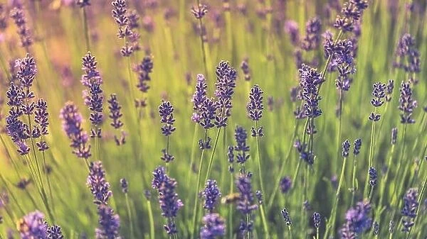 Beautiful field of lavender flowers during sunset. Wide crop, background concept