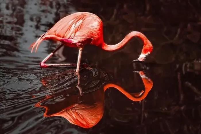 Framed Print : Beautiful Flamingo and its reflection in the water