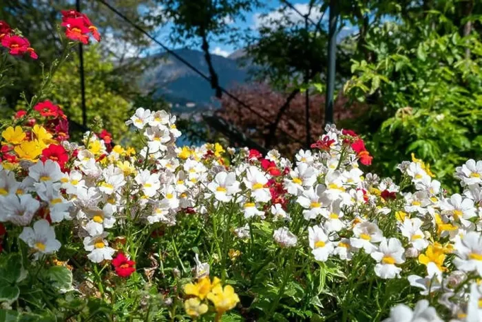 Framed Print : Beautiful flowers and garden in Tremezzo - Como lake in Italy Framed Print : Beautiful flowers and garden in Tremezzo - Como lake in Italy